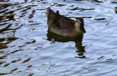 ördekler tatlı su Gölü kıyısında oturuyor 
