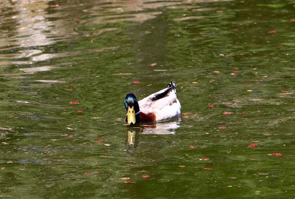 Enten Sitzen Ufer Des Sees Mit Süßwasser — Stockfoto
