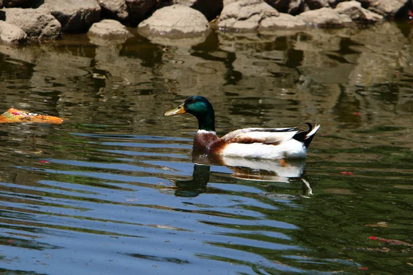 Ducks Sitting Shore Lake Fresh Water — Stock Photo, Image