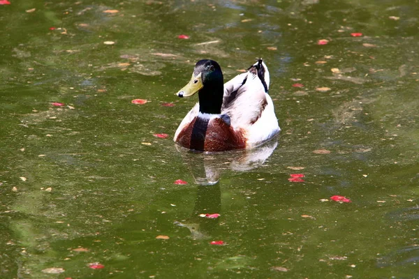 Patos Estão Sentados Margem Lago Com Água Doce — Fotografia de Stock