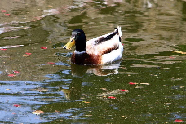 Canards Sont Assis Sur Rive Lac Avec Eau Douce — Photo