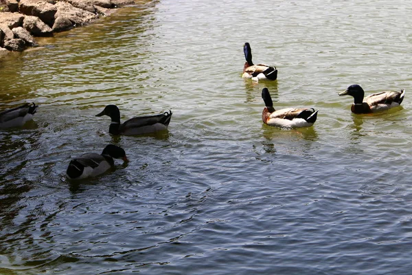 Eenden Zitten Aan Oever Van Het Meer Met Vers Water — Stockfoto