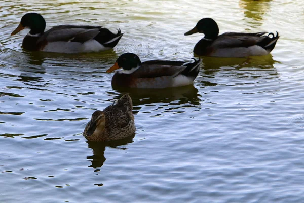 Patos Están Sentados Orilla Del Lago Con Agua Dulce — Foto de Stock
