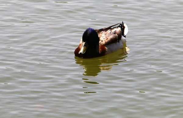 Enten Sitzen Ufer Des Sees Mit Süßwasser — Stockfoto