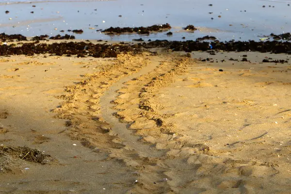 Sand Traces Turtle Which Laid Eggs Went Sea — Stock Photo, Image