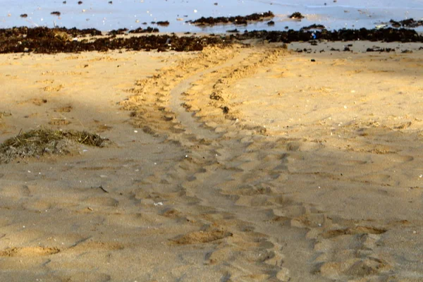 Het Zand Sporen Van Een Schildpad Die Eieren Gelegd Ging — Stockfoto