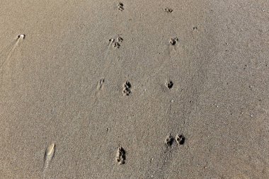 Kumdaki Kuzey İsrail ' Akdeniz'in kıyısında 