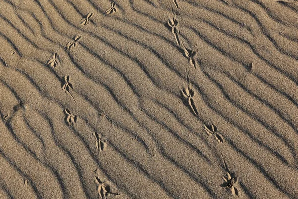 Footprints Sand Shores Mediterranean Sea Northern Israel — Stock Photo, Image