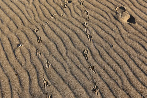 footprints in the sand on the shores of the Mediterranean Sea in northern Israel