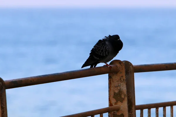 Cerca Las Orillas Del Mar Mediterráneo Israel — Foto de Stock