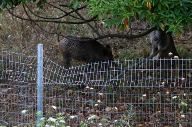 demir kafes ormanın çevresinde yüksek çit 