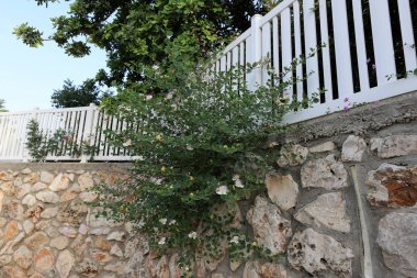 Beyaz plastik çit yüksek duvar 