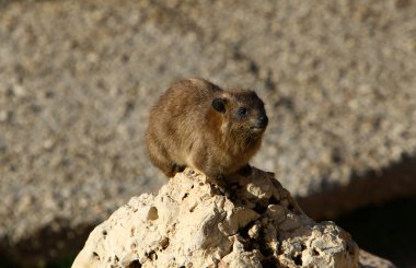 daman kayaların üzerinde oturan ve güneşin tadını çıkarma 
