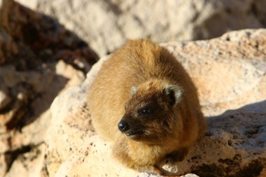 daman kayaların üzerinde oturan ve güneşin tadını çıkarma 