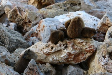 daman kayaların üzerinde oturan ve güneşin tadını çıkarma 