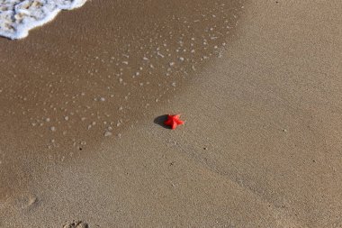 kumlu Akdeniz İsrail'in kuzey kıyısında 