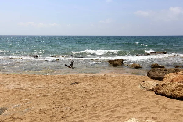 イスラエル共和国の北の地中海の海岸の砂 — ストック写真