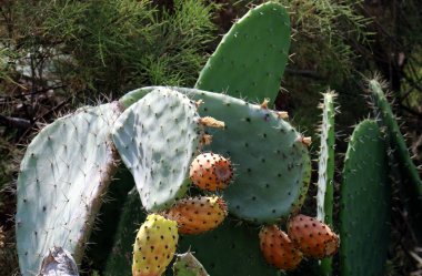 Akdeniz kıyısında bir büyük ve dikenli kaktüs büyüdü 