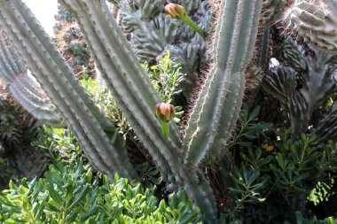 Akdeniz kıyısında bir büyük ve dikenli kaktüs büyüdü 