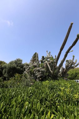 Akdeniz kıyısında bir büyük ve dikenli kaktüs büyüdü 