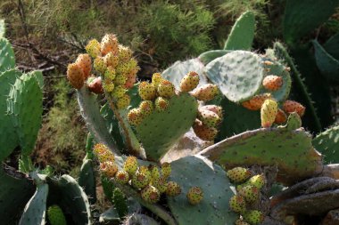 Akdeniz kıyısında bir büyük ve dikenli kaktüs büyüdü 