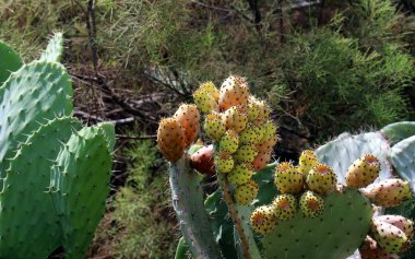 Akdeniz kıyısında bir büyük ve dikenli kaktüs büyüdü 