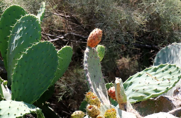 Cactus Grande Espinoso Creció Las Orillas Del Mar Mediterráneo —  Fotos de Stock