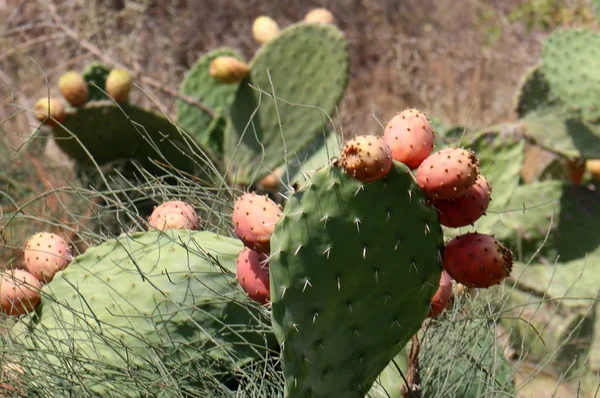 Cactus Grande Espinoso Creció Las Orillas Del Mar Mediterráneo —  Fotos de Stock