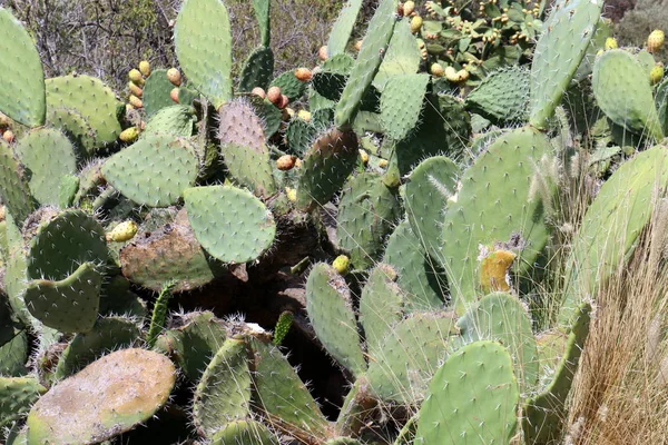 Cactus Grande Espinoso Creció Las Orillas Del Mar Mediterráneo — Foto de Stock