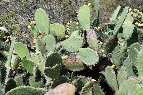 Grand Cactus Épineux Poussait Sur Les Rives Mer Méditerranée — Photo