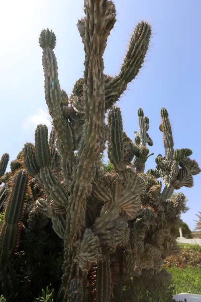 Large Prickly Cactus Grew Shores Mediterranean Sea — Stock Photo, Image