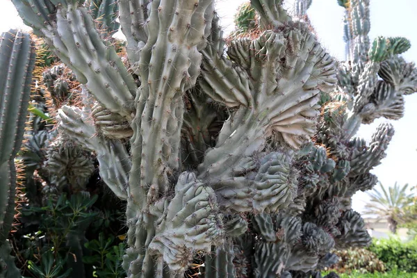 Velké Pichlavý Kaktus Rostl Pobřeží Středozemního Moře — Stock fotografie