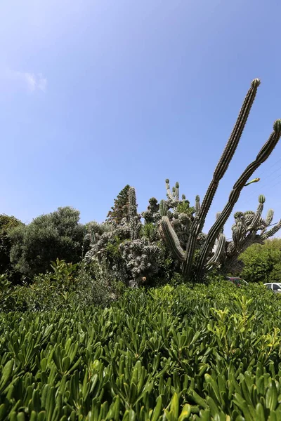 Akdeniz kıyısında bir büyük ve dikenli kaktüs büyüdü 