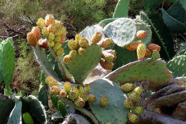 Een Grote Stekelig Cactus Groeide Oevers Van Middellandse Zee — Stockfoto