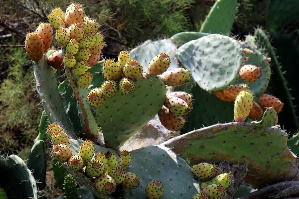 Cactus Grande Espinoso Creció Las Orillas Del Mar Mediterráneo —  Fotos de Stock