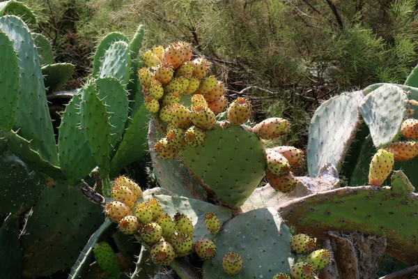 Sulle Rive Del Mar Mediterraneo Cresciuto Cactus Grande Spinoso — Foto Stock