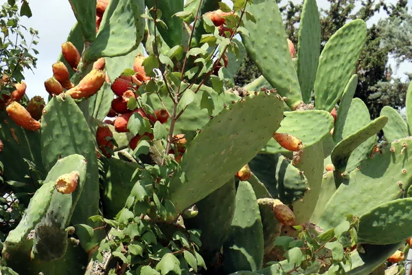 Akdeniz kıyısında bir büyük ve dikenli kaktüs büyüdü 