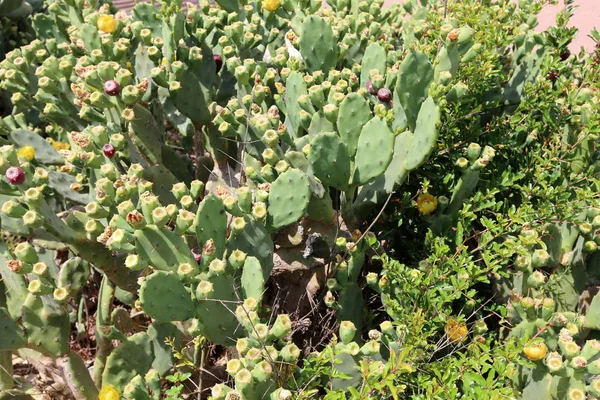 Grand Cactus Épineux Poussait Sur Les Rives Mer Méditerranée — Photo