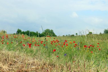Doğa ve Kuzey İsrail closeup çiçeklenir 