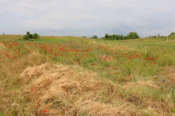 Naturaleza Flores Norte Israel — Foto de Stock