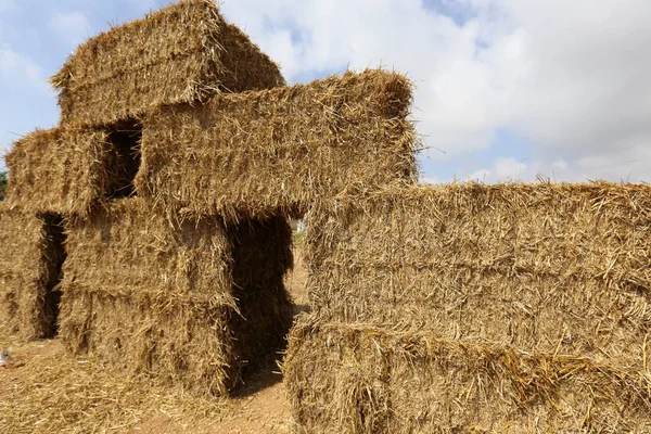 Dopo Raccolta Campo Paglia Secca Fieno — Foto Stock