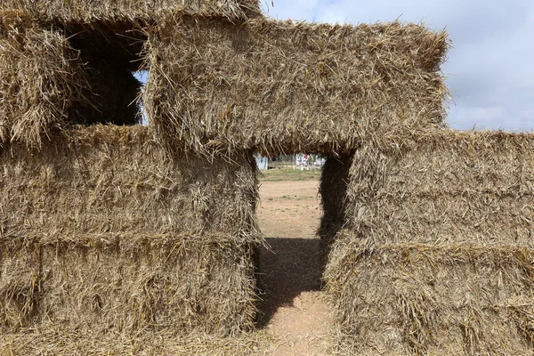 Après Récolte Sur Terrain Est Paille Sèche Foin — Photo