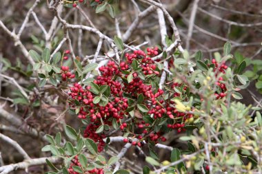 Kuzey İsrail'doğa ve çiçekler yakın çekim 