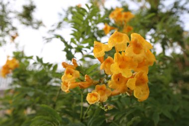 Kuzey İsrail'doğa ve çiçekler yakın çekim 