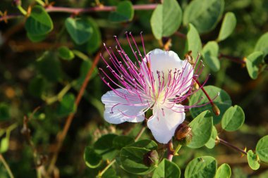 Kuzey İsrail'doğa ve çiçekler yakın çekim 