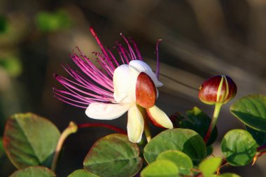 Kuzey İsrail'doğa ve çiçekler yakın çekim 