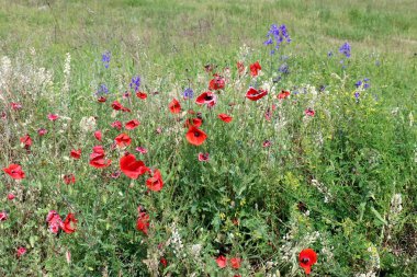 Kuzey İsrail'doğa ve çiçekler yakın çekim 