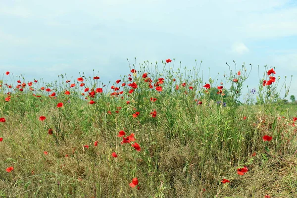 Naturaleza Flores Primer Plano Norte Israel — Foto de Stock