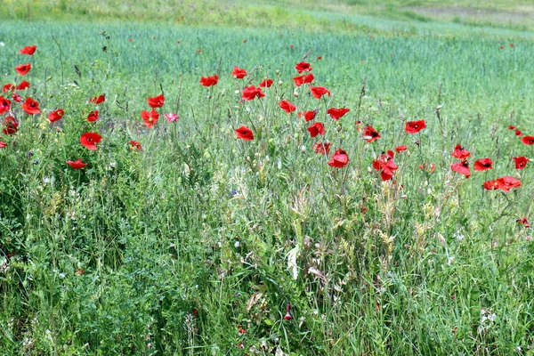 Naturaleza Flores Primer Plano Norte Israel — Foto de Stock