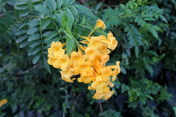 Naturaleza Flores Primer Plano Norte Israel — Foto de Stock